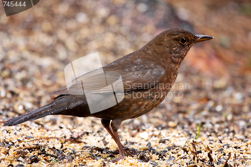 Image of Young blackbird
