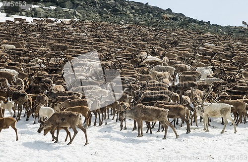 Image of Herd of reindeers