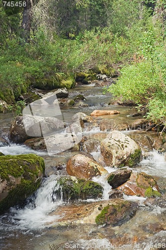 Image of Forest creek