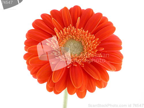 Image of pretty in orange