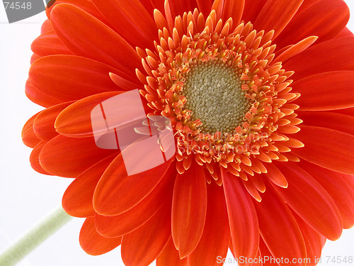 Image of pretty in orange