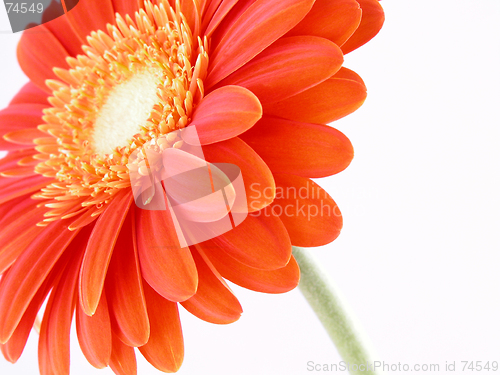Image of pretty in orange