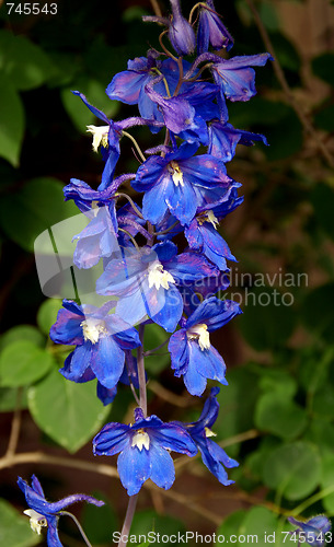 Image of Blue Delphinium Flowers