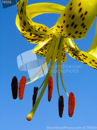 Image of Lilium tigrinum