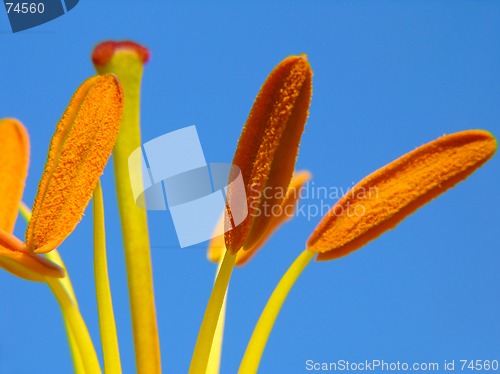 Image of Lily stamens on blue sky background