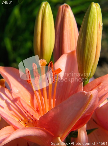 Image of Red lily flowers