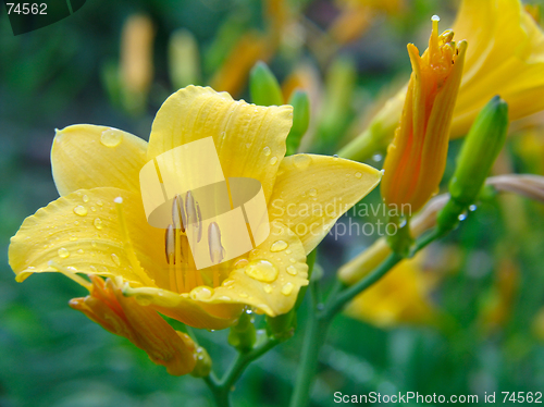 Image of Yellow lily flower