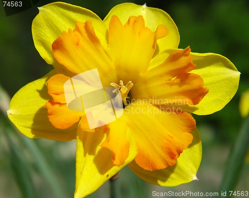 Image of Narcissus