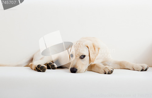 Image of Cute labrador dog