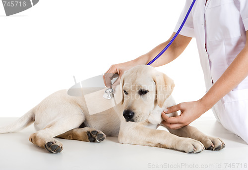 Image of Veterinay taking care of a dog