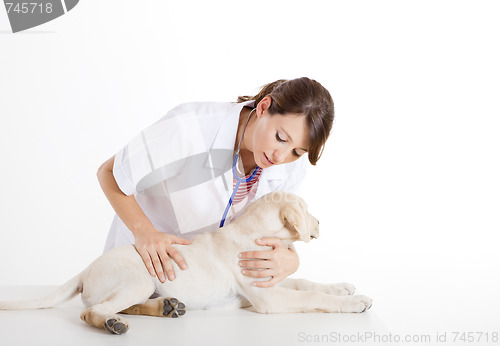 Image of Veterinay taking care of a dog