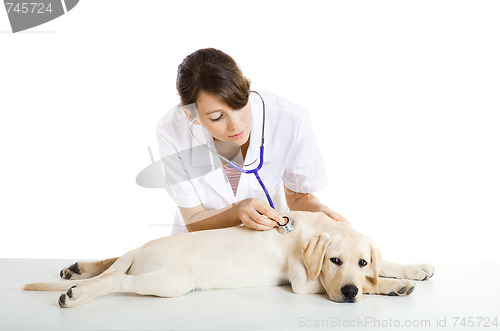 Image of Veterinay taking care of a dog