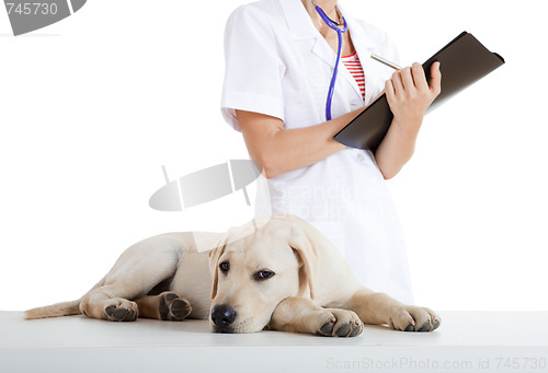 Image of Veterinay taking care of a dog