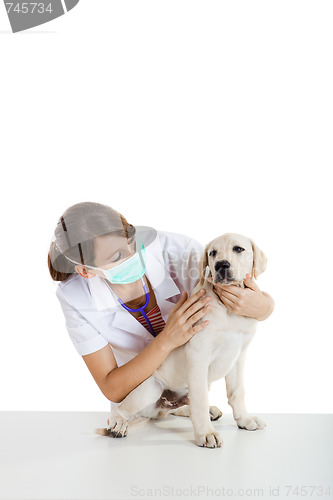 Image of Veterinay taking care of a dog