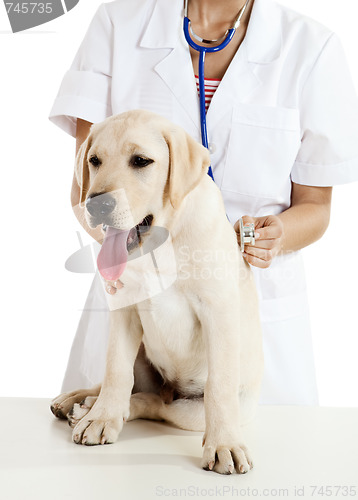 Image of Veterinay taking care of a dog