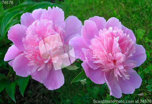 Image of Peony