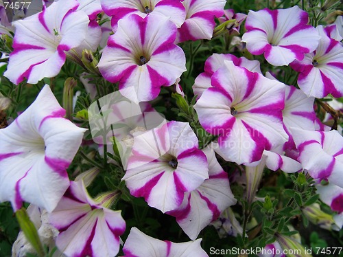Image of Petunia flowers