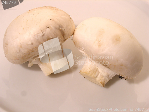 Image of mushrooms