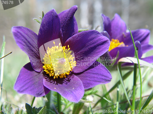 Image of Pasque-flowers