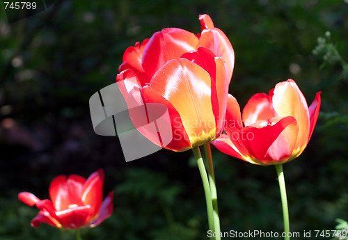 Image of Tulip