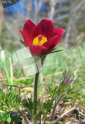 Image of Pasque-flowers