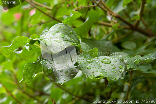 Image of Wet leaf