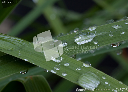 Image of Straw on a rainy day