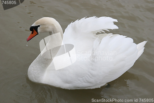 Image of Swan in the lake