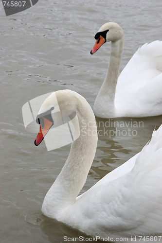 Image of Swans in the lake