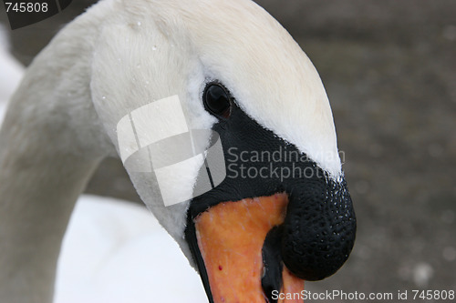 Image of Portrait of a swan