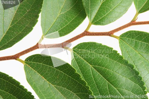 Image of The green leafs