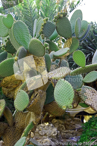 Image of Green cactus