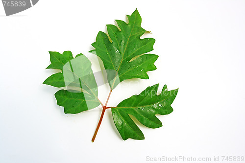 Image of The green leafs