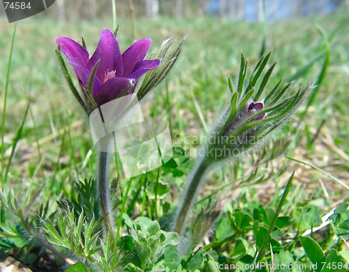 Image of Pasque-flowers