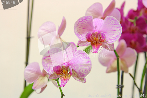 Image of the beauty flowers