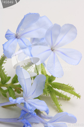 Image of The blue flowers 