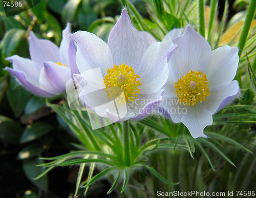 Image of Pasque-flowers