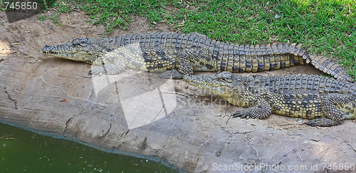 Image of Green crocodile