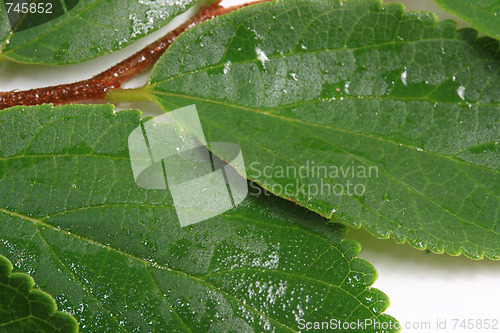 Image of The green leafs