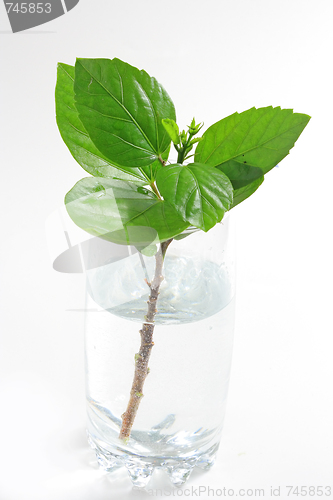 Image of The spring branch