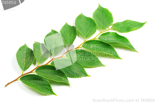 Image of The green leafs