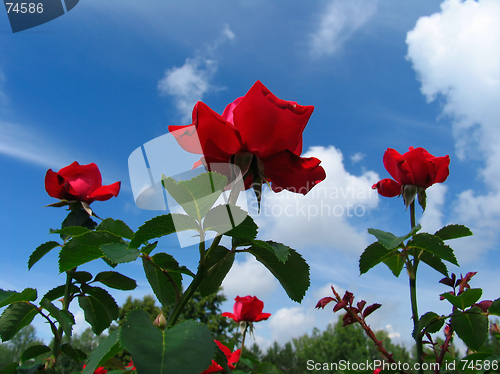 Image of Rose-bush on blue sky background