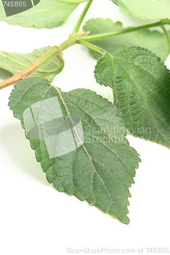 Image of The green leafs