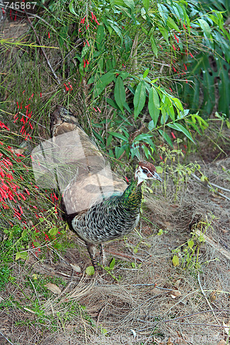 Image of The peacock