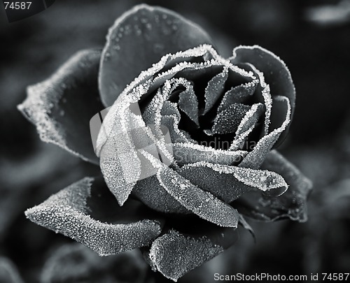 Image of Rose under hoar-frost
