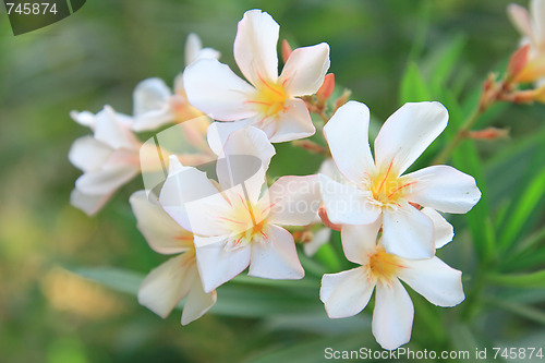 Image of Spring flowers