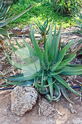 Image of The green aloe