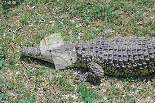 Image of Green crocodile