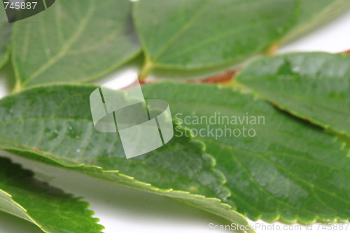Image of The green leafs