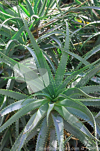 Image of The green aloe
